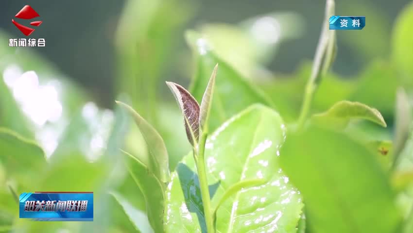 【“百千萬工程”三年初見成效】仁化紅山鎮(zhèn)：白茶產(chǎn)業(yè)賦能“百千萬工程”千年茶鄉(xiāng)煥發(fā)新生機