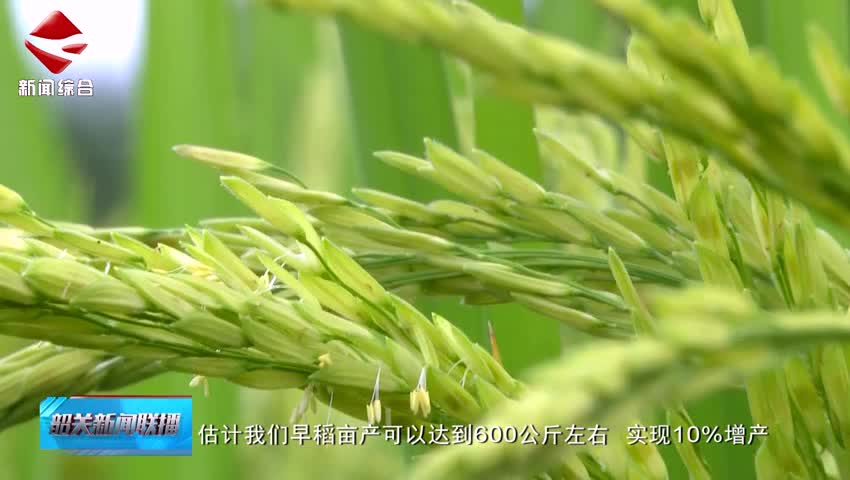 【在希望的田野上】樂昌：5.7萬畝早稻陸續(xù)成熟