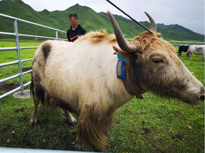 定位項(xiàng)圈1.png